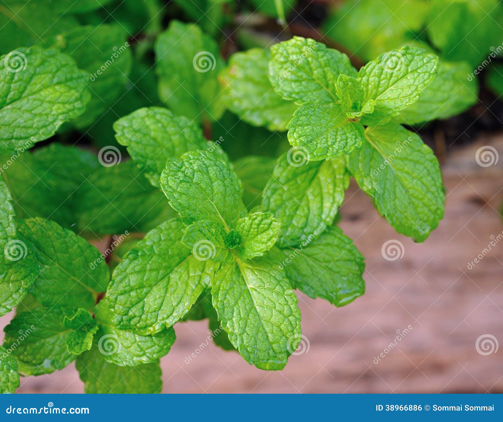 Fresh Mint Leaves Herb Plant Stock Photo Image of closeup, branch
