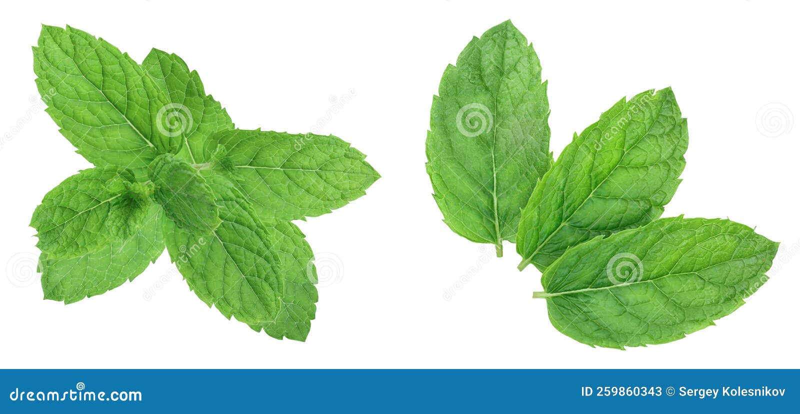 Fresh Mint Leaves Isolated on White Background Stock Image Image of nature, herb 259860343