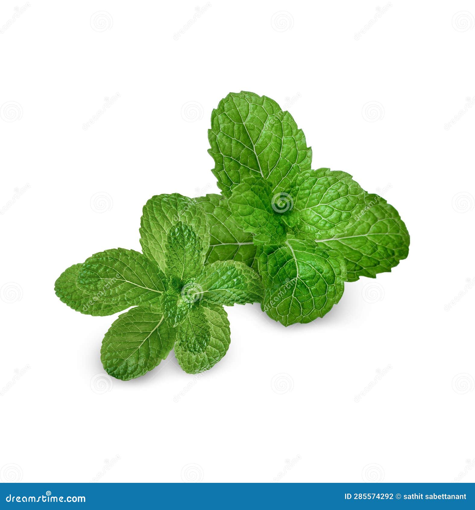 Fresh Mint Leaves Isolated on White Background Stock Photo Image of