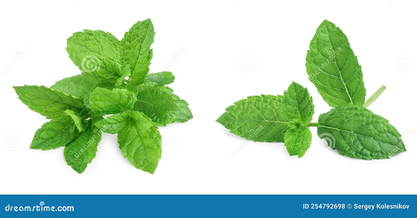 Fresh Mint Leaves Isolated on White Background. Set or Collection Stock