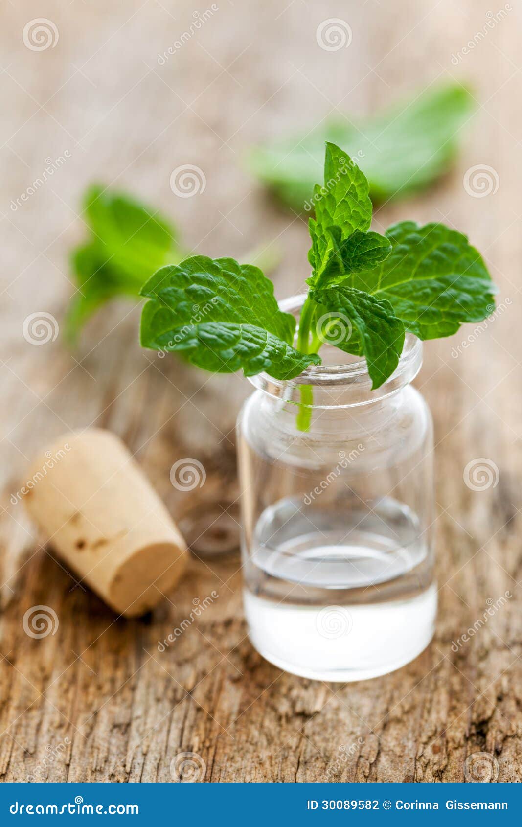 Fresh mint oil stock photo. Image of plant, mint, natural 30089582