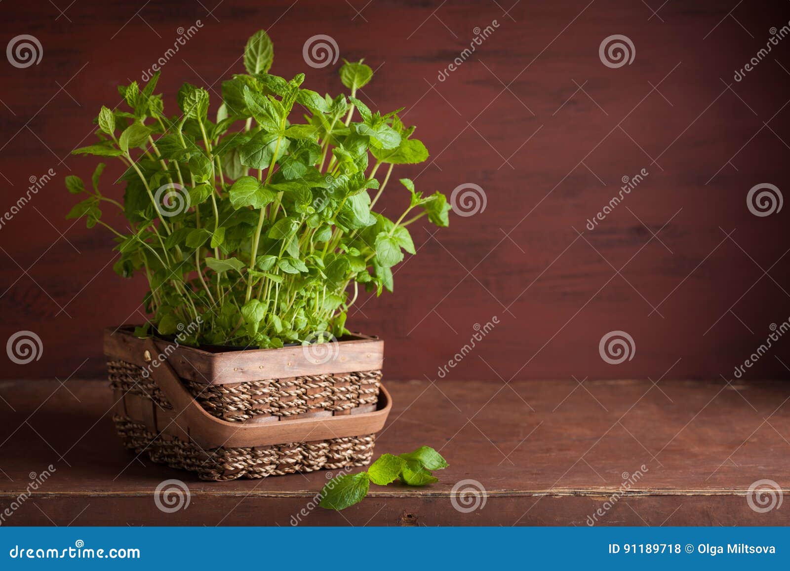Fresh Mint Peppermint Herb in a Pot Stock Photo Image of mint