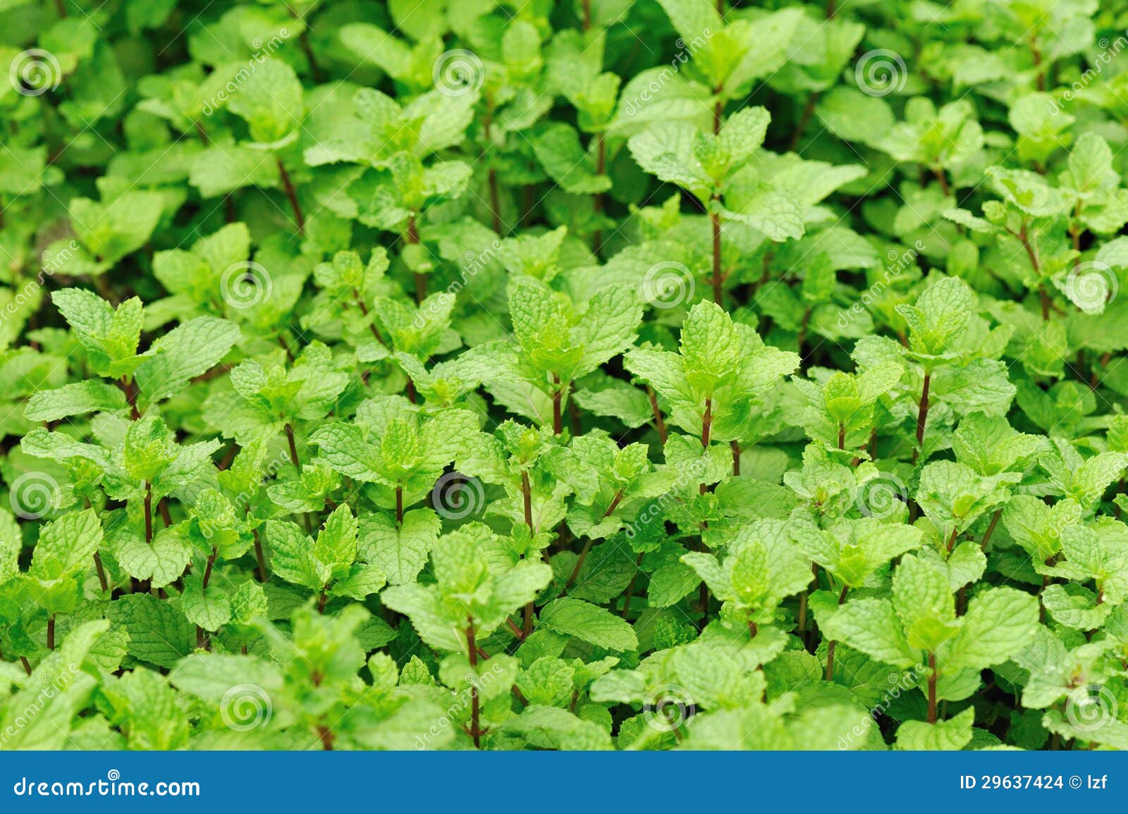 Fresh mint plant stock photo. Image of healthy, farm 29637424