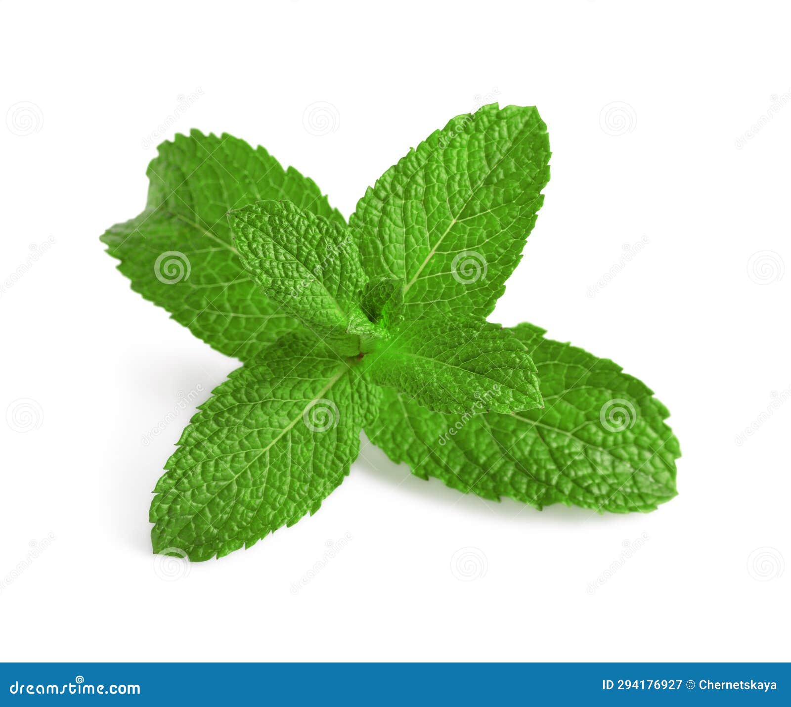 Fresh Mint Plant with Green Leaves Isolated on White Stock Image