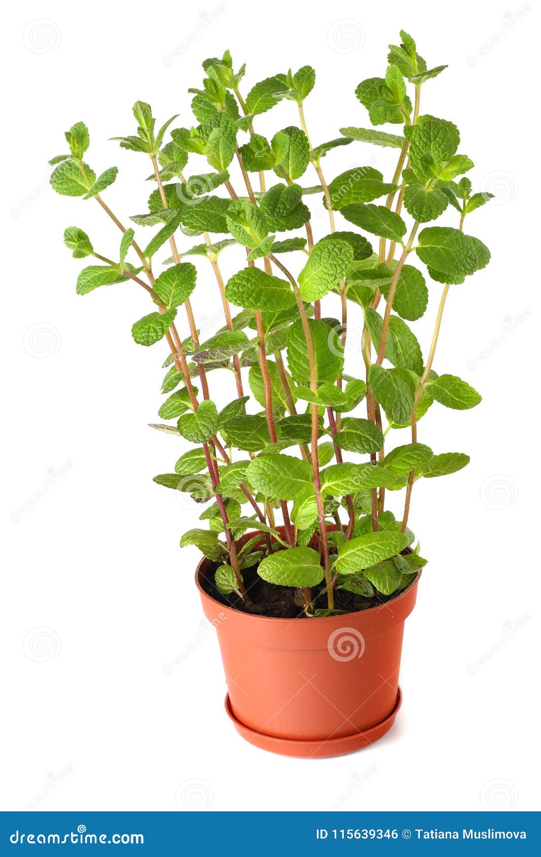 Fresh Mint Plant in a Pot Isolated on White Stock Photo Image of