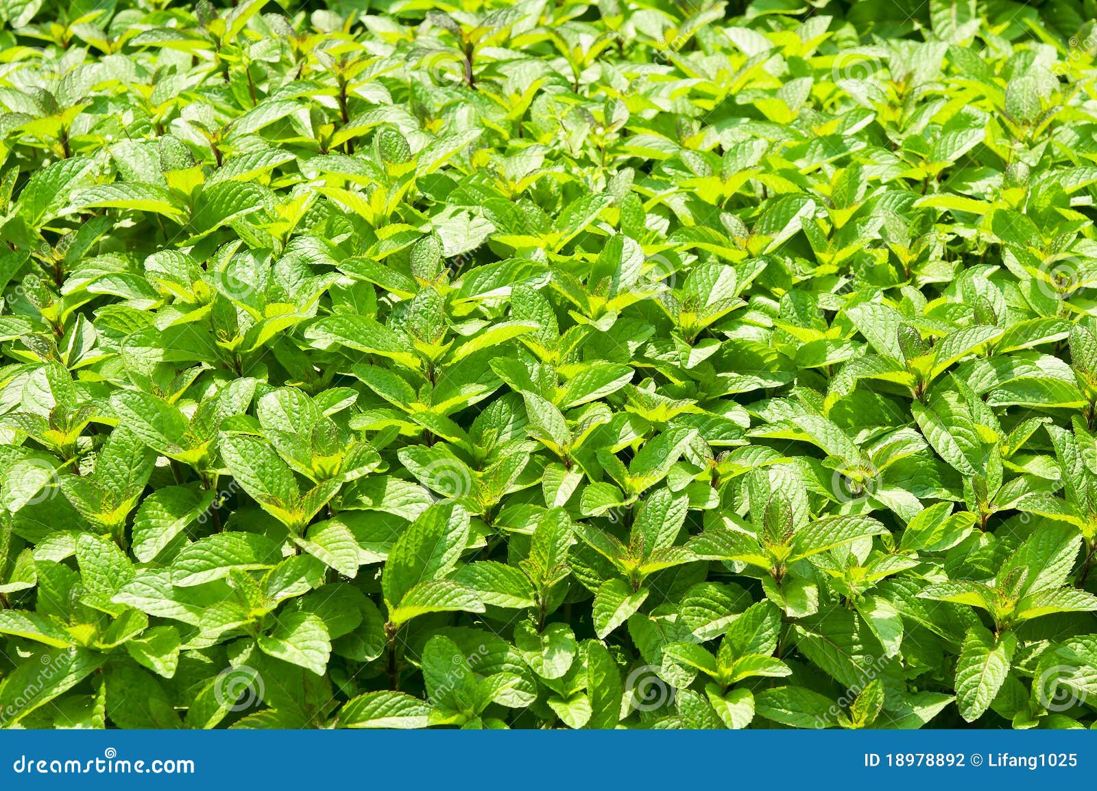 Fresh Mint Spearmint, Peppermint Stock Photo Image of green