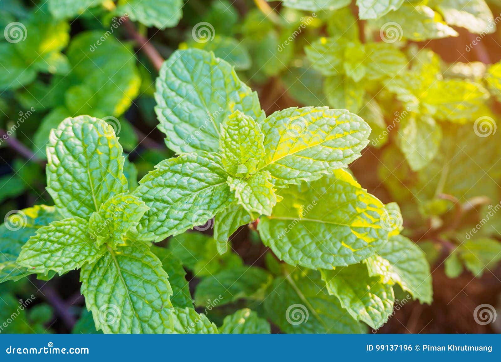 Fresh mints leaves stock photo. Image of foliage, macro 99137196