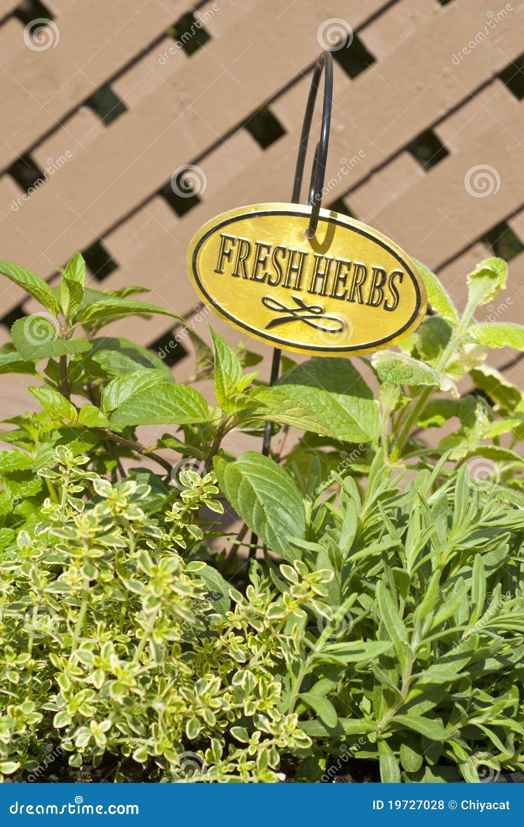 Fresh Mixed Herbs stock photo. Image of fresh, mixed 19727028