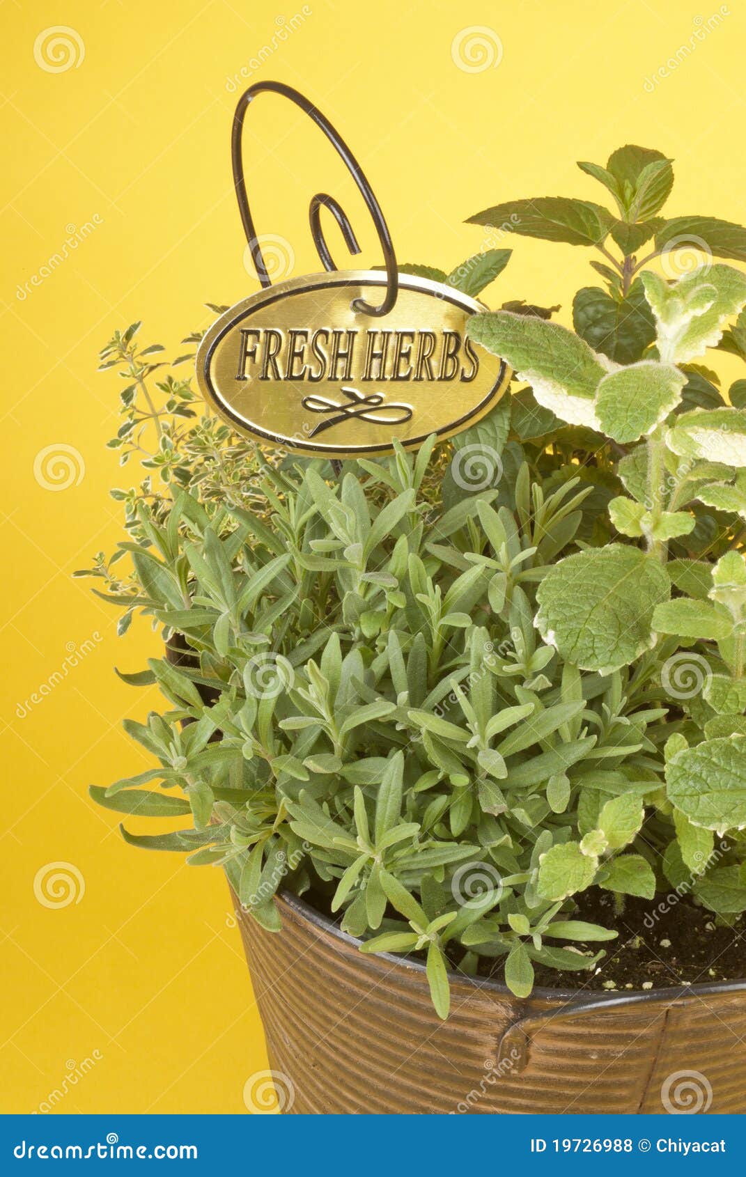 Fresh Mixed Herbs In A Planter Stock Photo Image of green, mint 19726988