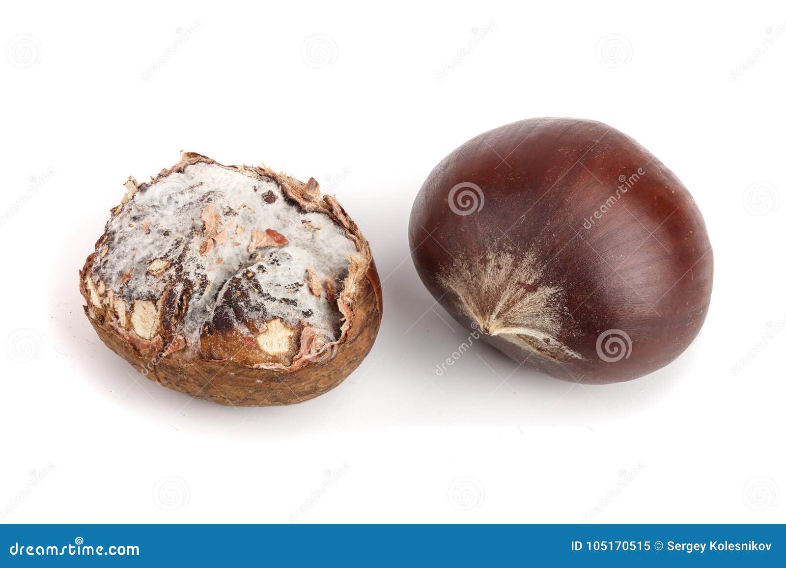 Fresh and Moldy Chestnuts Isolated on a White Background Stock Image