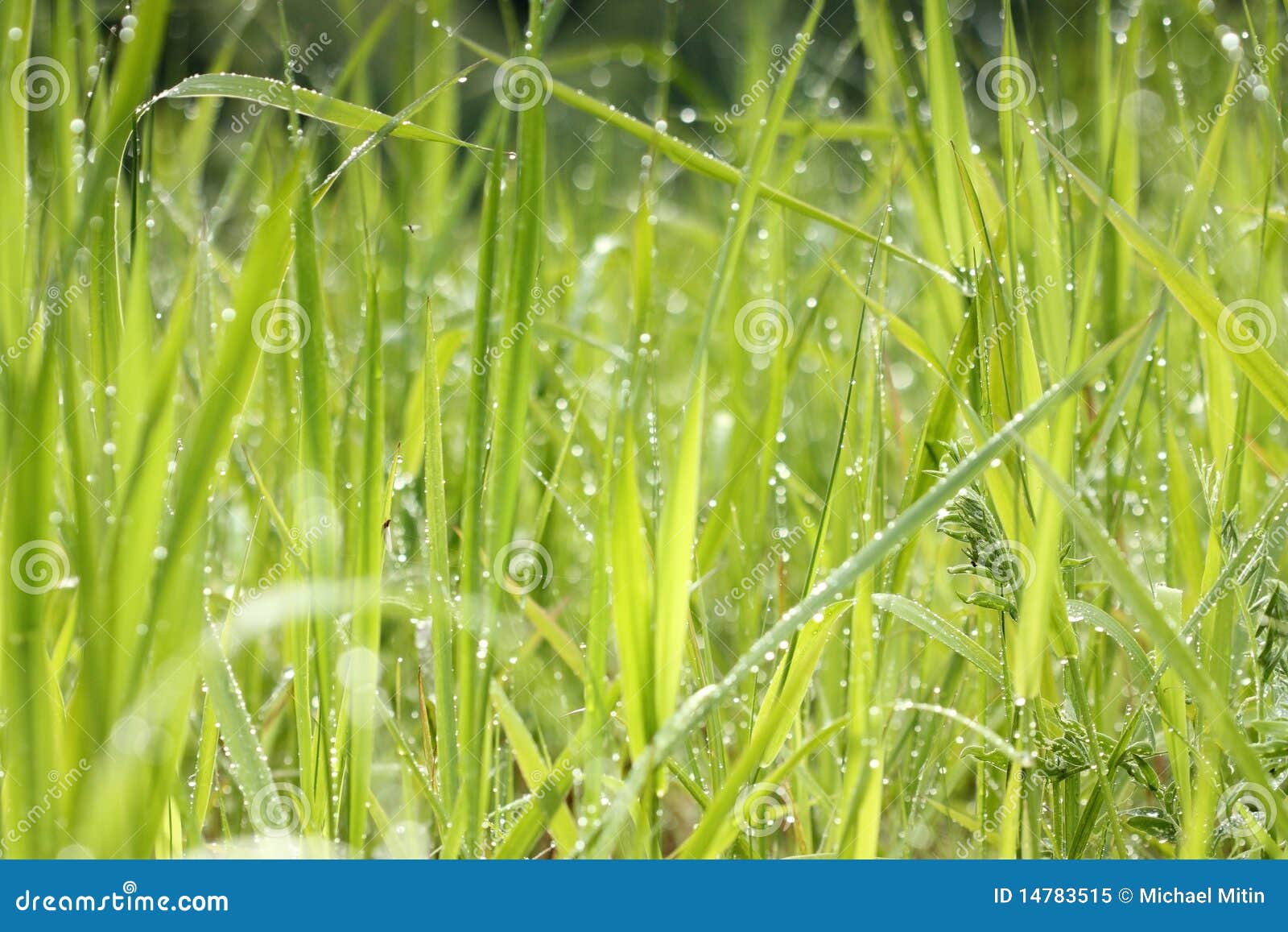 fresh morning dew in grass