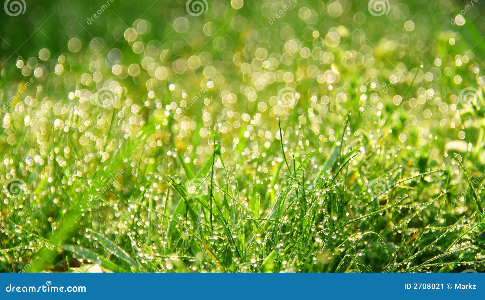 Fresh morning dew in grass stock image. Image of grass - 2708021