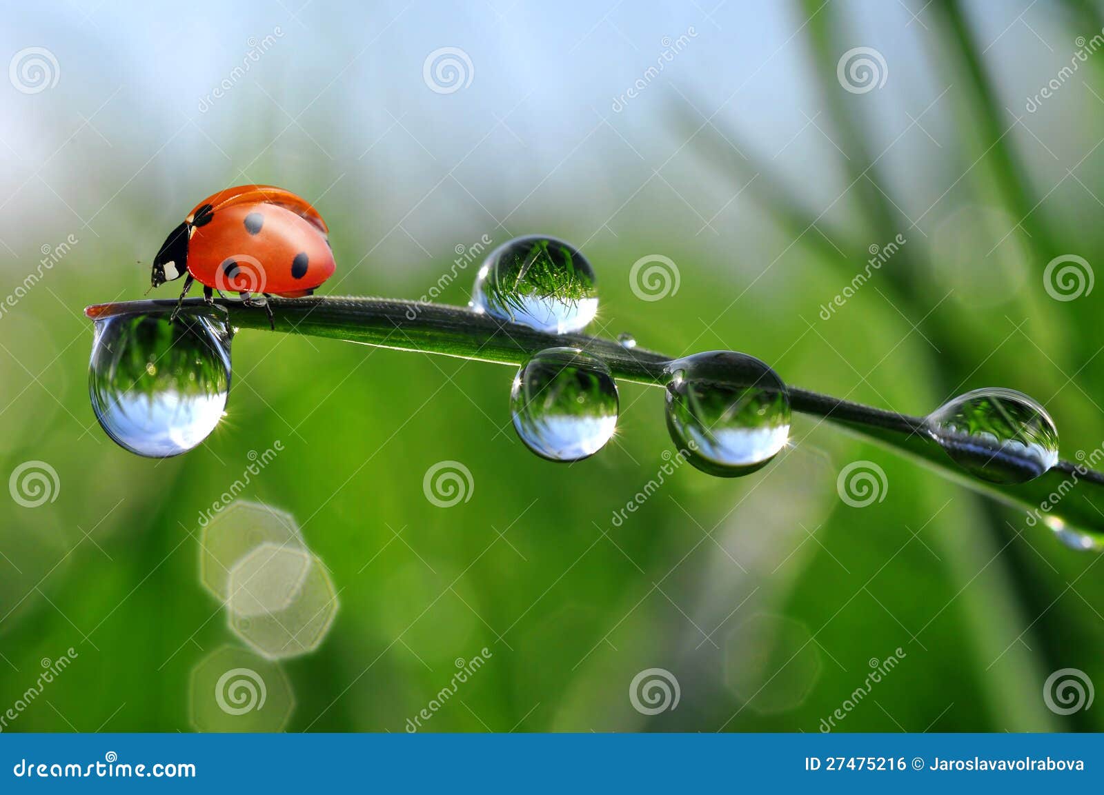 Fresh Morning Dew and Ladybug Stock Photo - Image of beauty ...