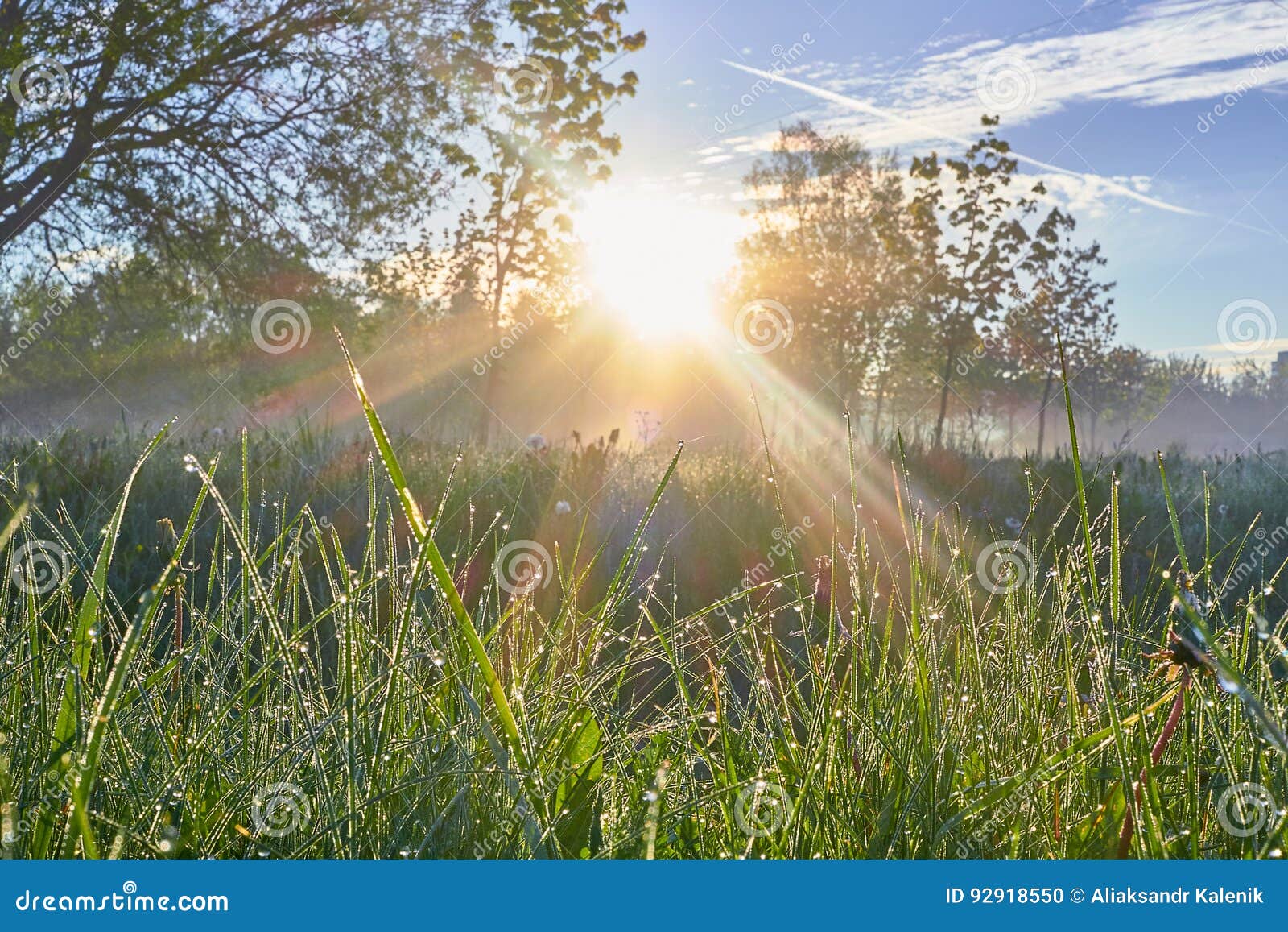 Fresh Morning with Sun Rays and Grass Dew Dawn Trees Stock Photo ...