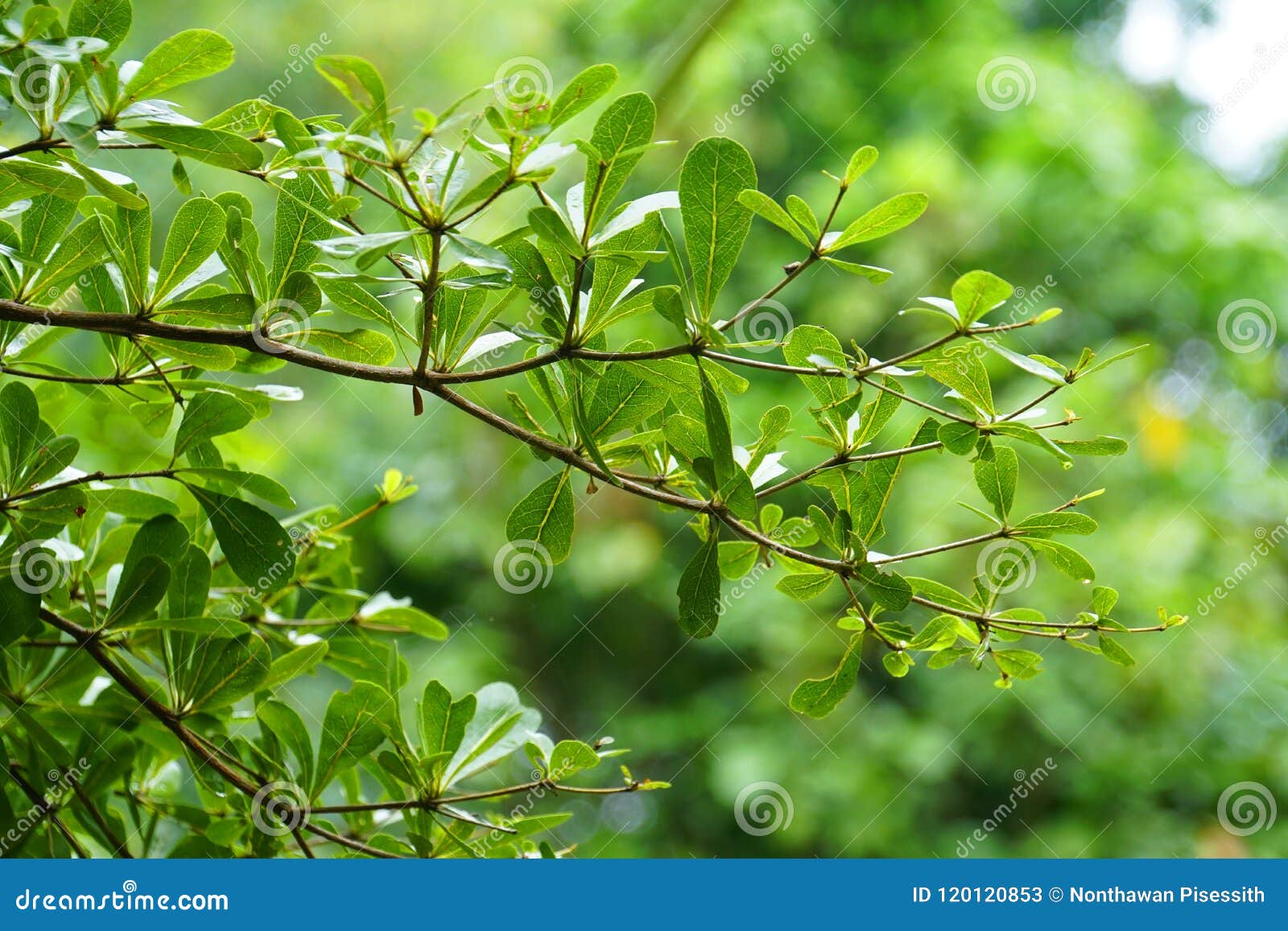 Fresh Morning Tree, Green Leaves, Rain Water Forest Stock Image ...