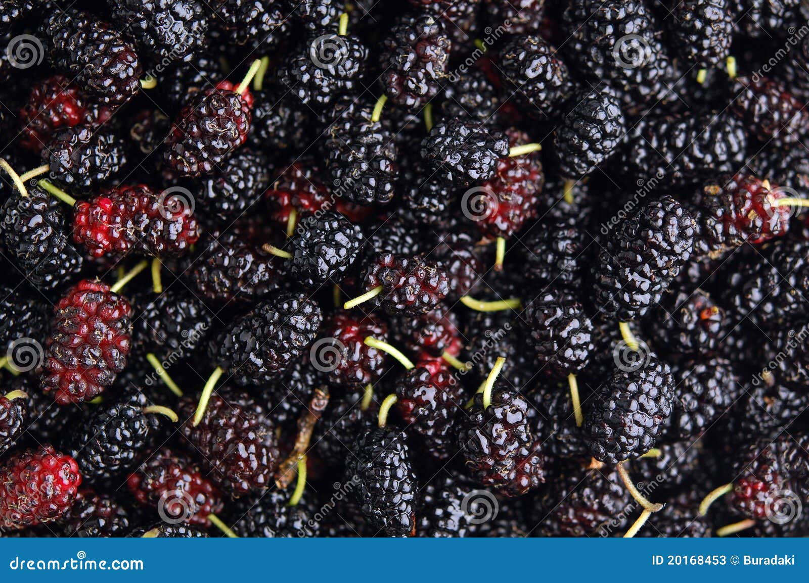 Fresh mulberry stock image. Image of group, mulberry 20168453