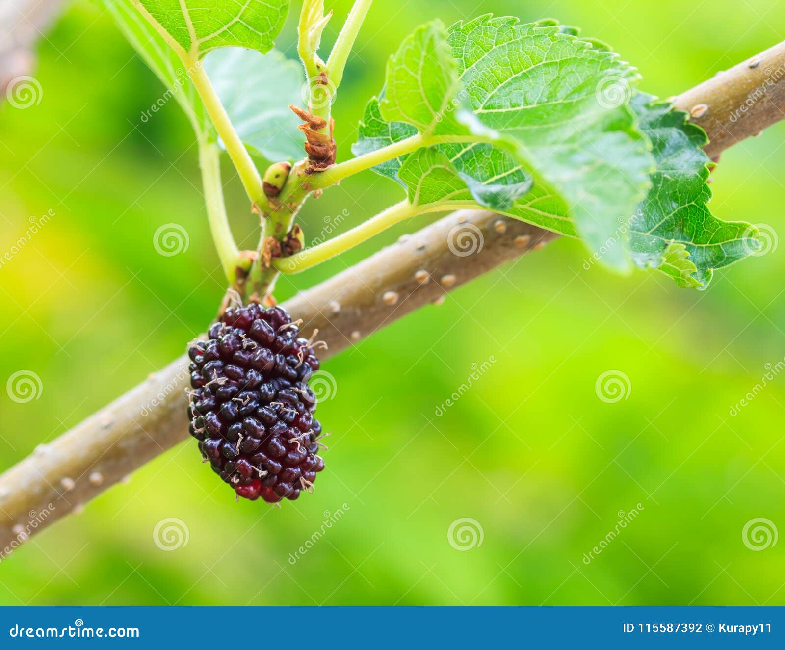 Fresh Mulberry, Black Ripe Mulberries on Branch of Tree. Stock Photo
