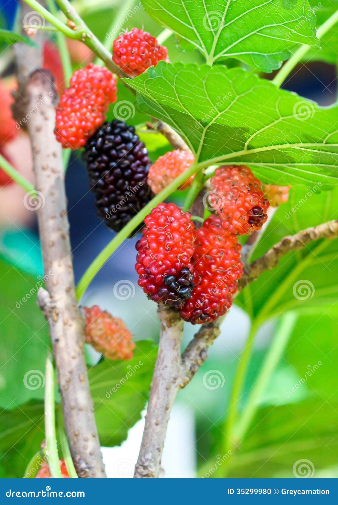 Fresh mulberry stock photo. Image of snack, picked, grow 35299980