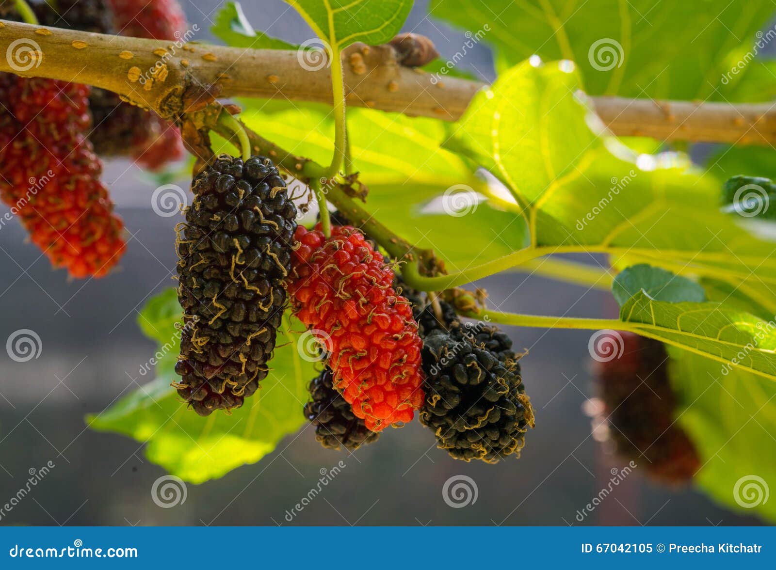 Fresh of mulberry stock image. Image of beauty, berry 67042105