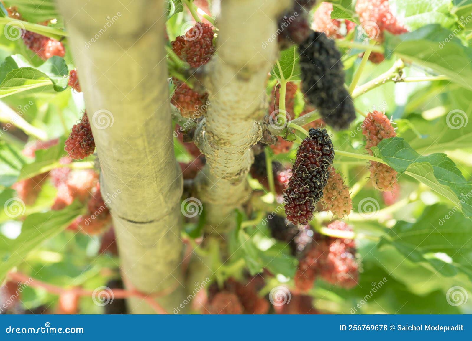 Fresh Mulberry on Tree, Fruit Stock Photo Image of fruit, ripe 256769678