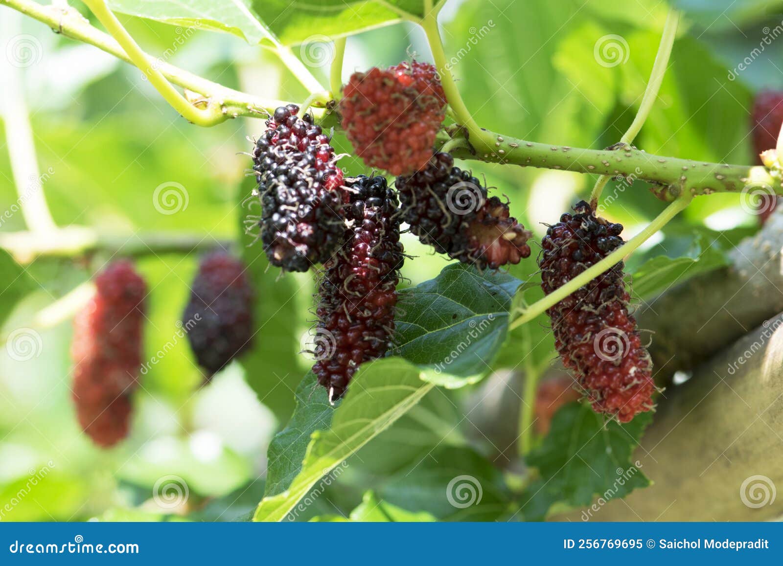 Fresh Mulberry on Tree, Fruit Stock Image Image of vitamins, fruit
