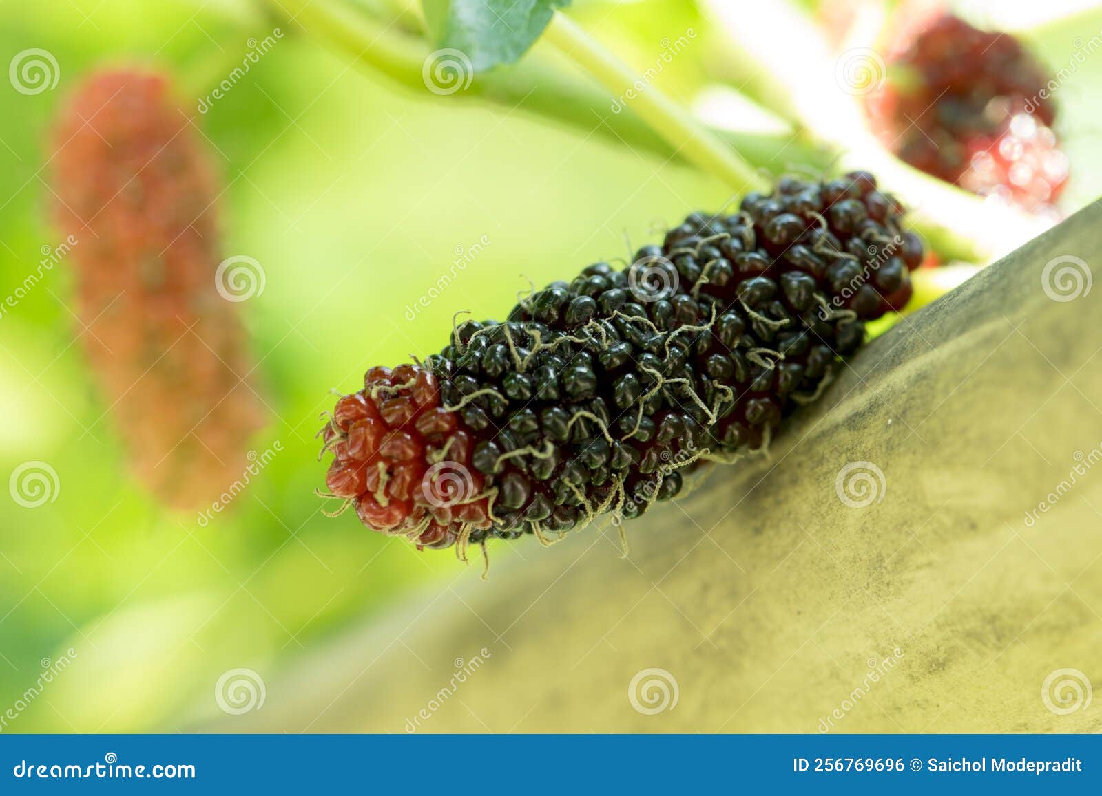 Fresh Mulberry on Tree, Fruit Stock Photo Image of fruit, freshness