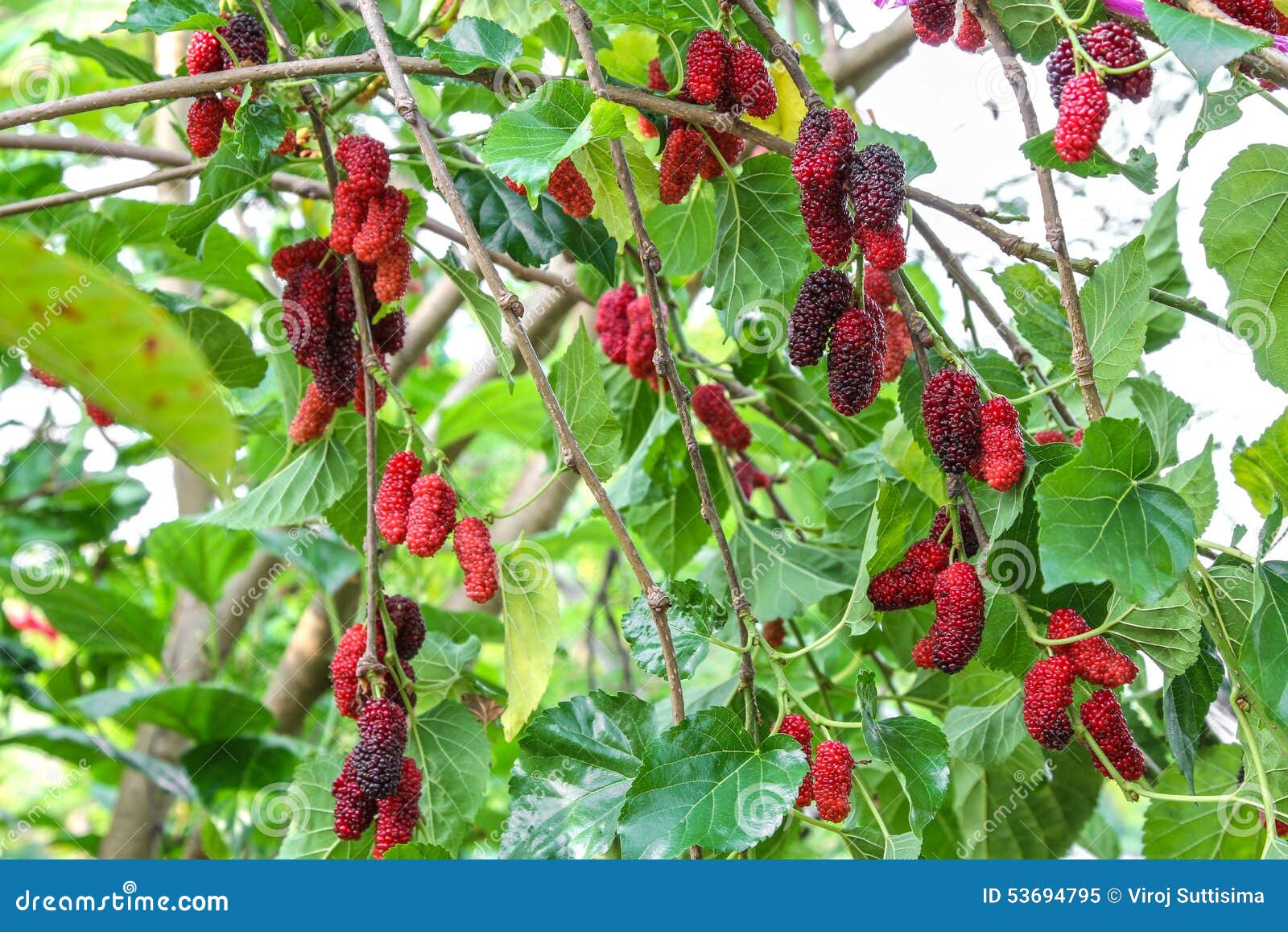 Fresh Mulberry on Tree, Fruit Stock Image Image of agriculture