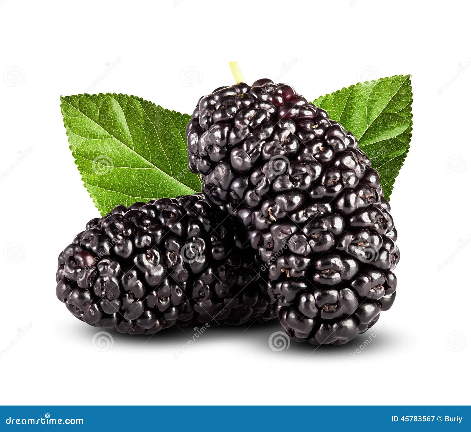 Fresh mulberry stock image. Image of horizontal, ripe 45783567