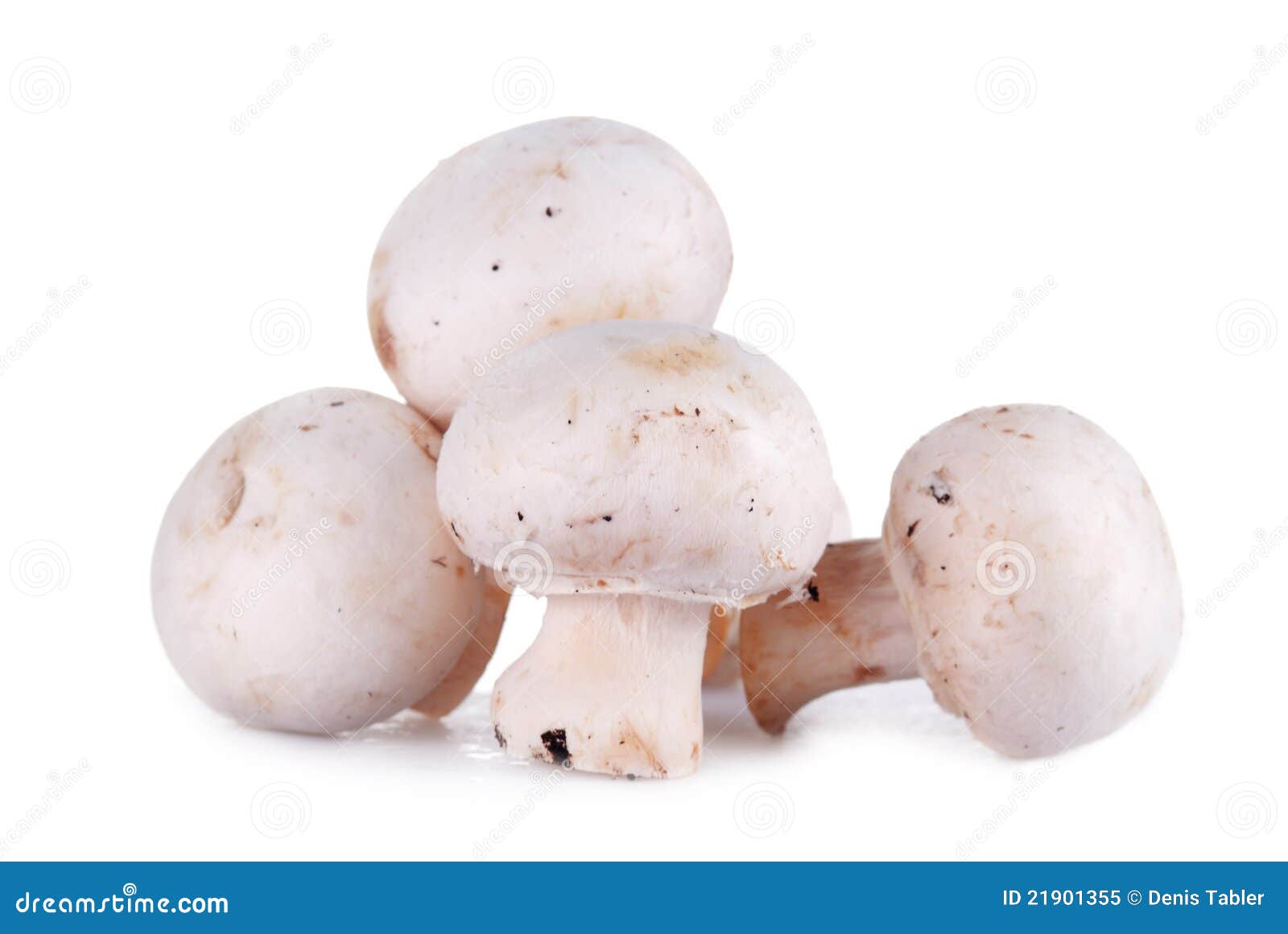 Fresh mushroom stock image. Image of small, simple, close 21901355