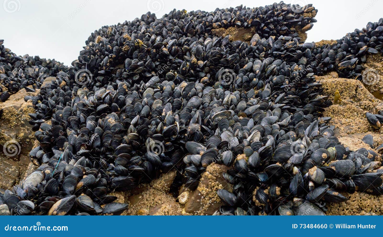 Fresh Mussel Growing on Rocks Stock Photo Image of fish, freshness