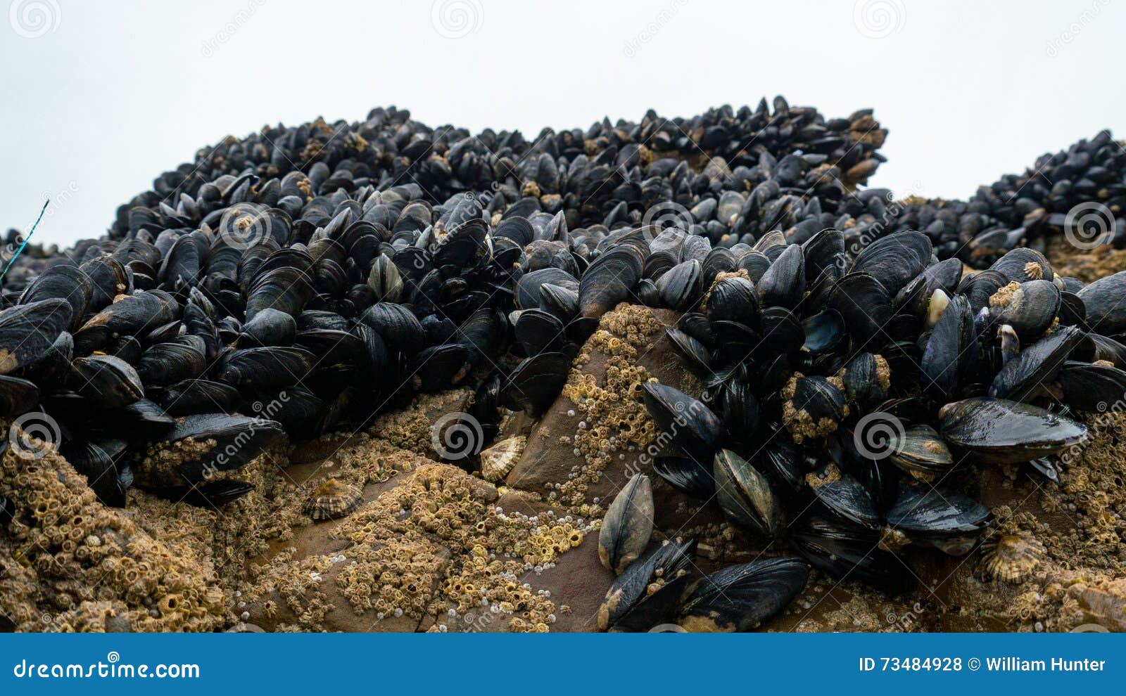 Fresh Mussel Growing on Rocks Stock Photo Image of fresh, black 73484928