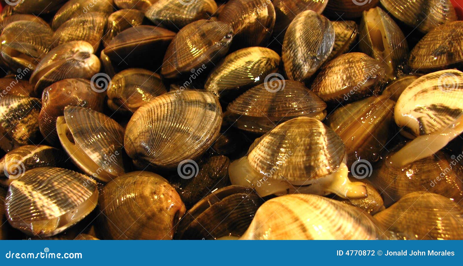Fresh Mussels stock photo. Image of manila, market, delicacy 4770872