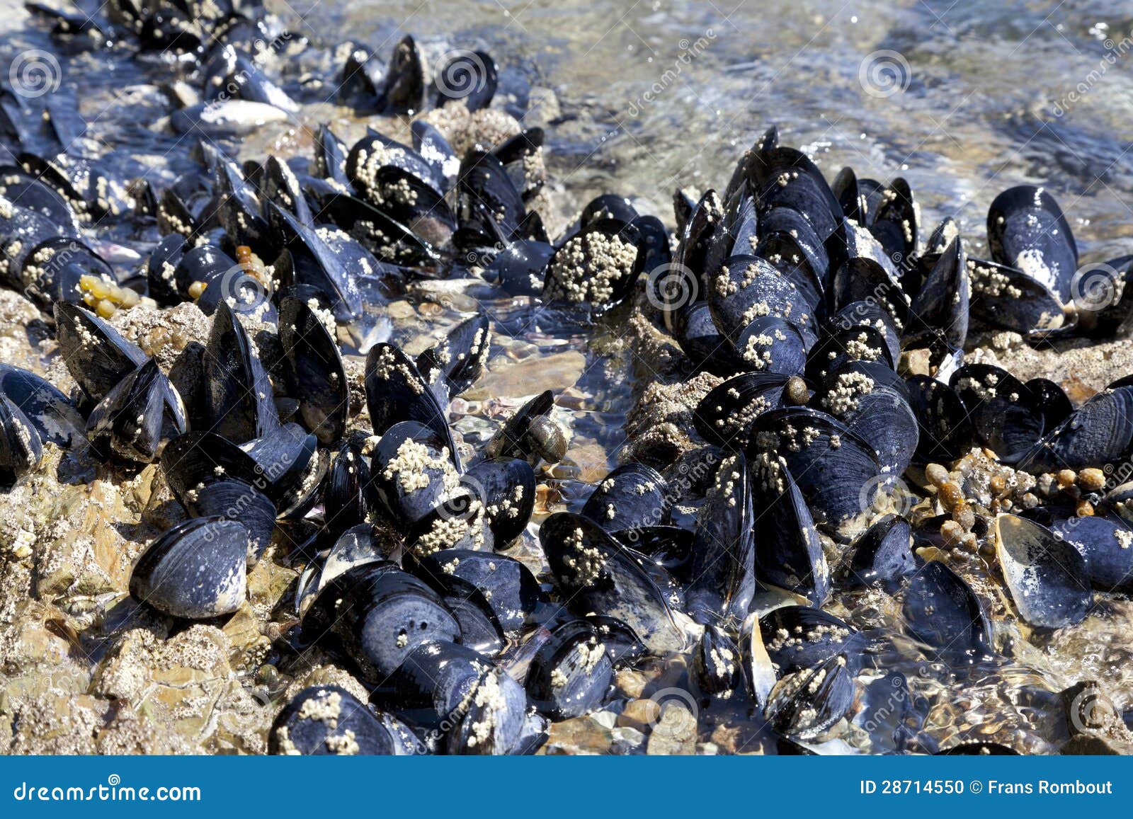 Fresh Mussels Growing on the Rocks Stock Photo Image of clams, shells