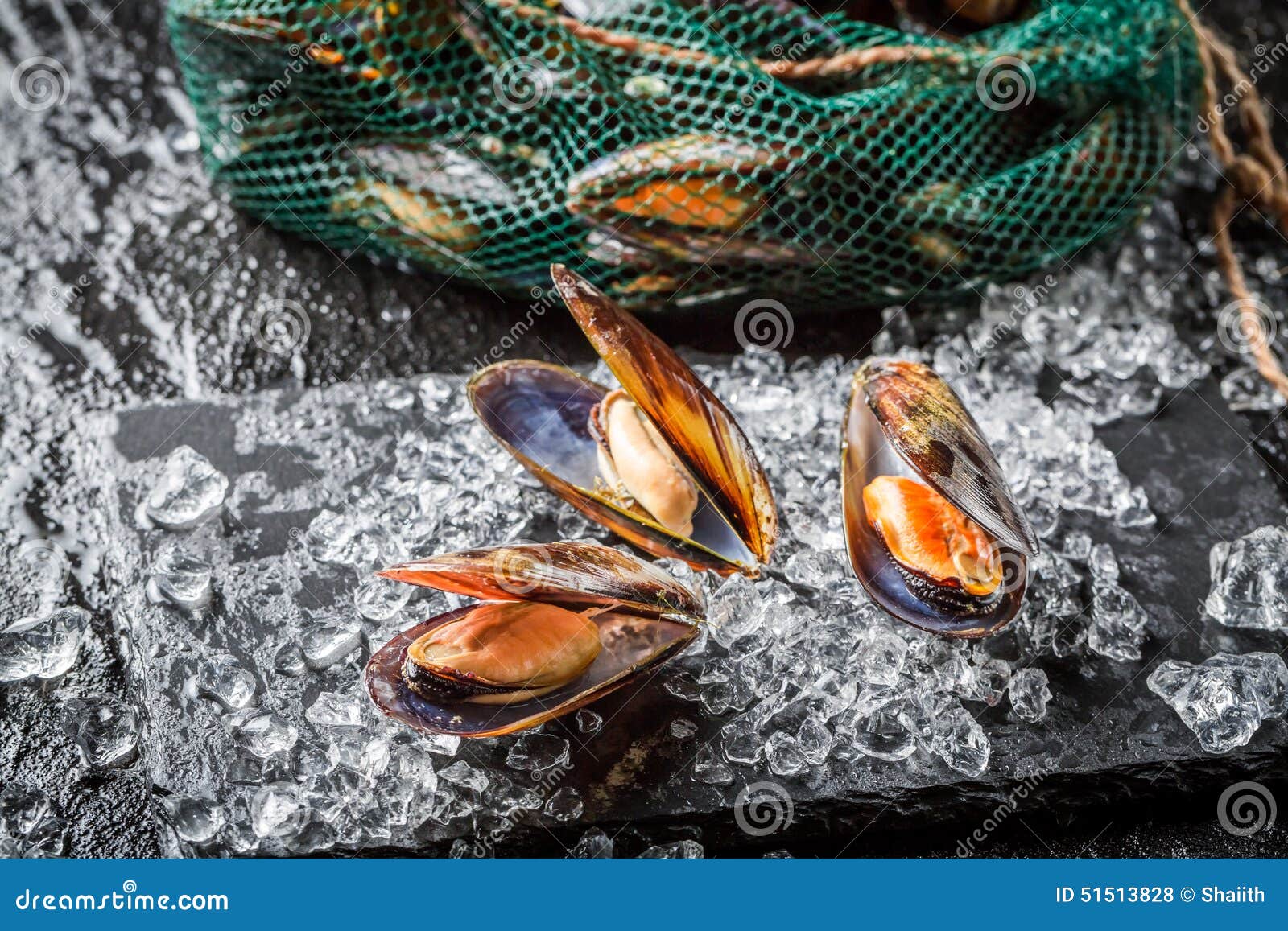 Fresh mussels on ice stock photo. Image of aphrodisiac 51513828