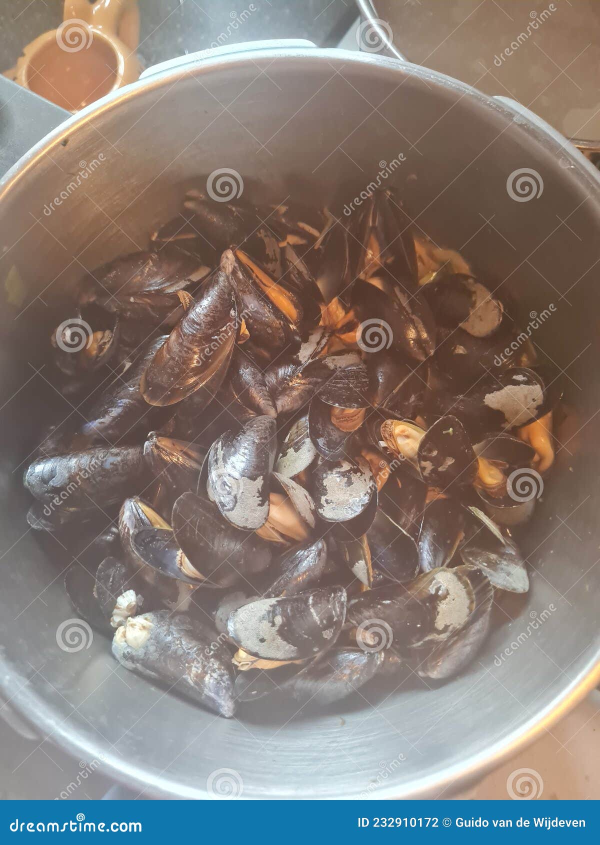 Fresh mussels from Zeeland stock photo. Image of fresh 232910172
