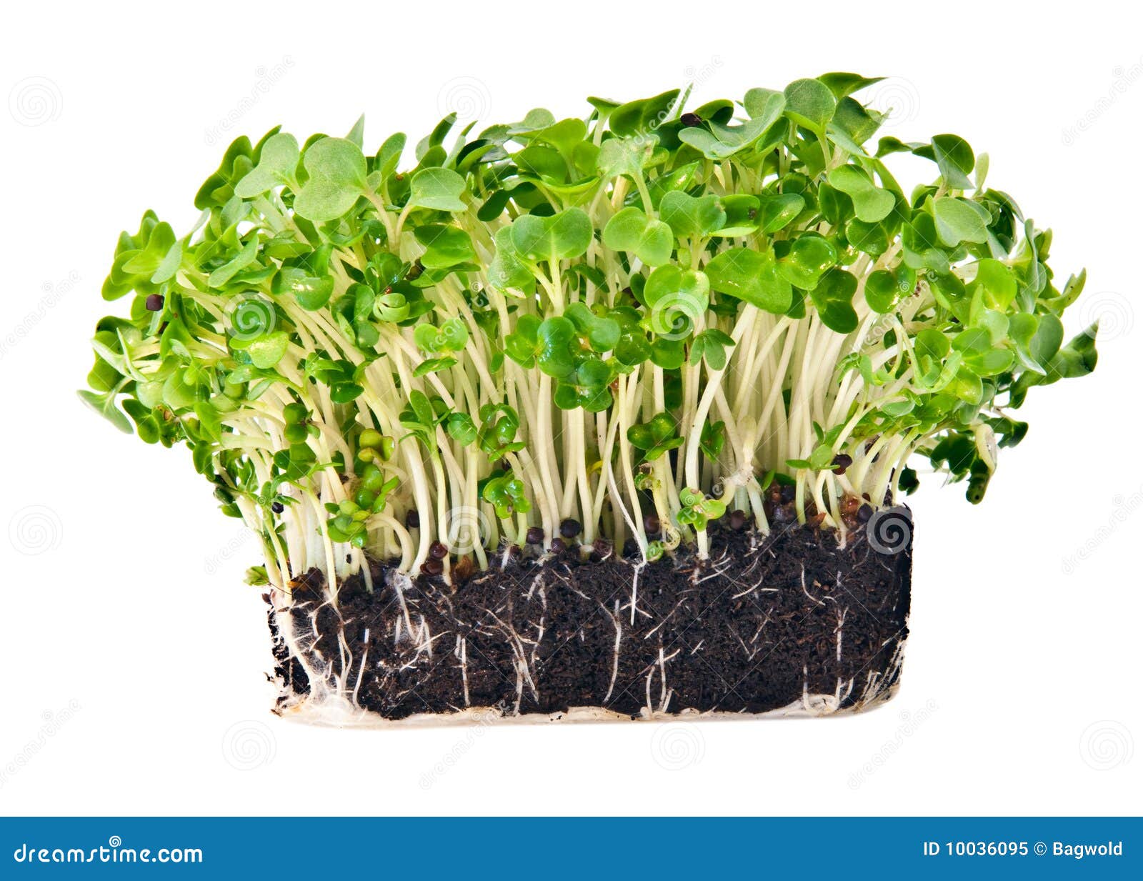 Fresh mustard and cress stock image. Image of growing 10036095