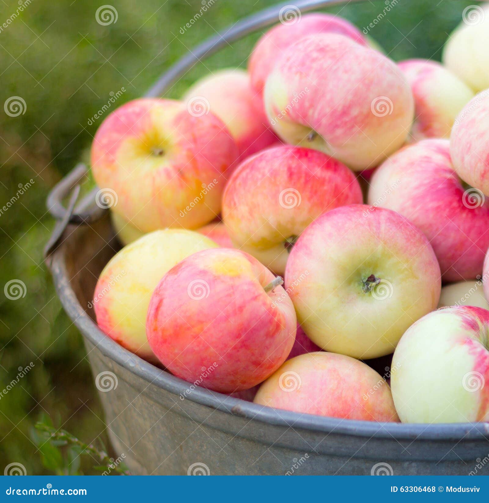Fresh Natural Apples in a Big Bucket Stock Photo Image of crop, farm