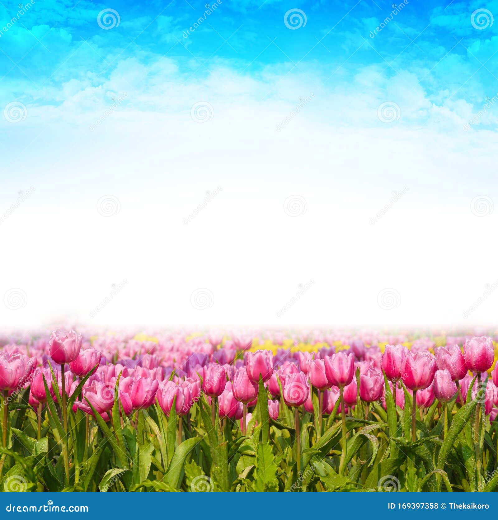 Fresh And Nature A Group Of Colorful Tulip Blooming In The Garden Select Focus Shallow Depth Of Field Tulip Flower Background Stock Photo Image Of Wallpaper Love 169397358