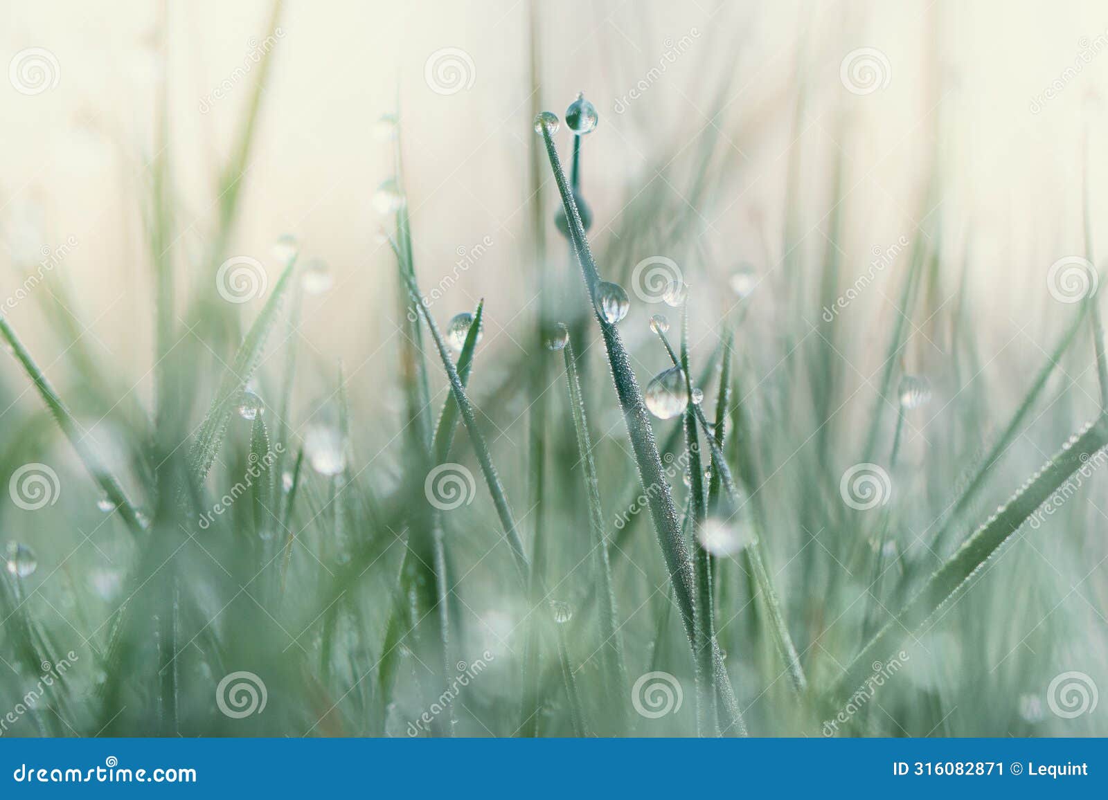 spring morning dew on new grass blades