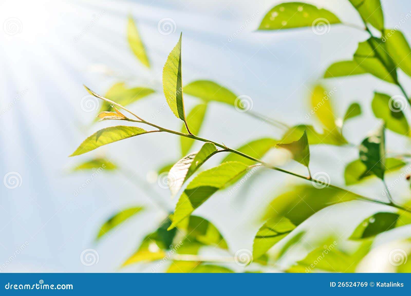 Fresh new green leaves stock image. Image of environment 26524769