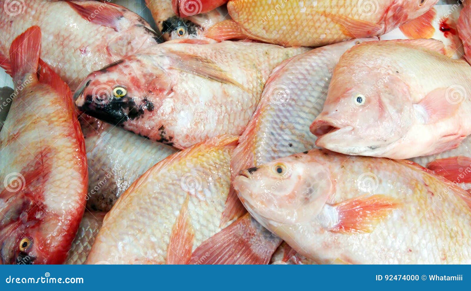 Fresh Nile Tilapia,fresh Sea Food Stock Photo Image of nutrition