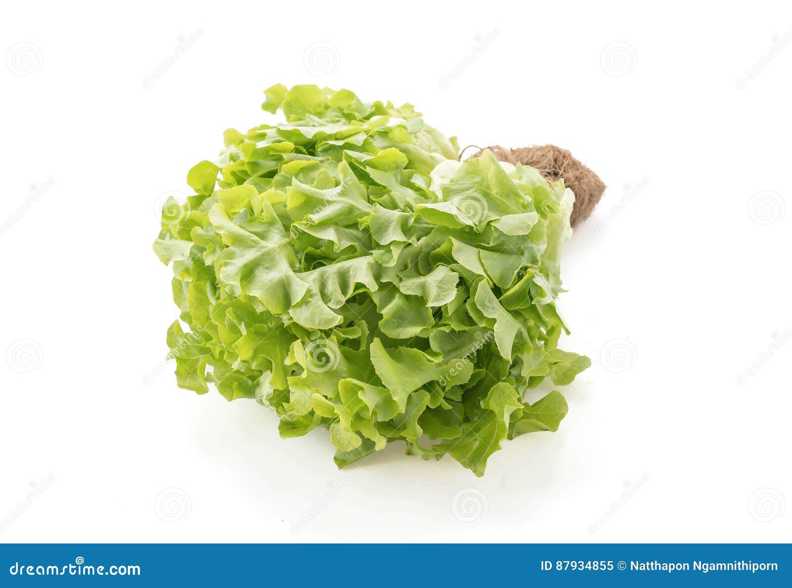 Fresh oak leaf lettuce stock image. Image of fresh, ingredient 87934855