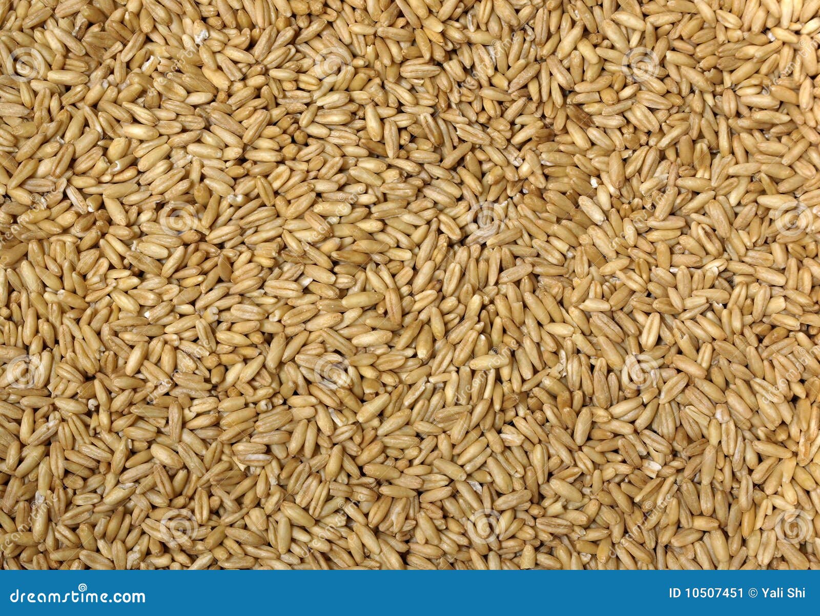 Fresh Oat Kernels stock image. Image of organic, natural 10507451