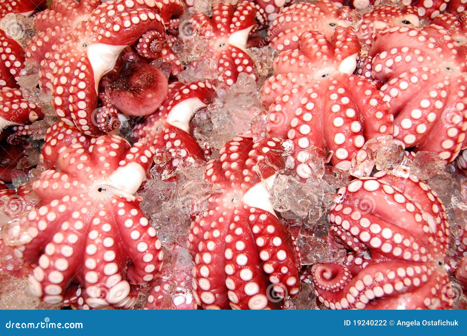 octopus for sale octopus for sale