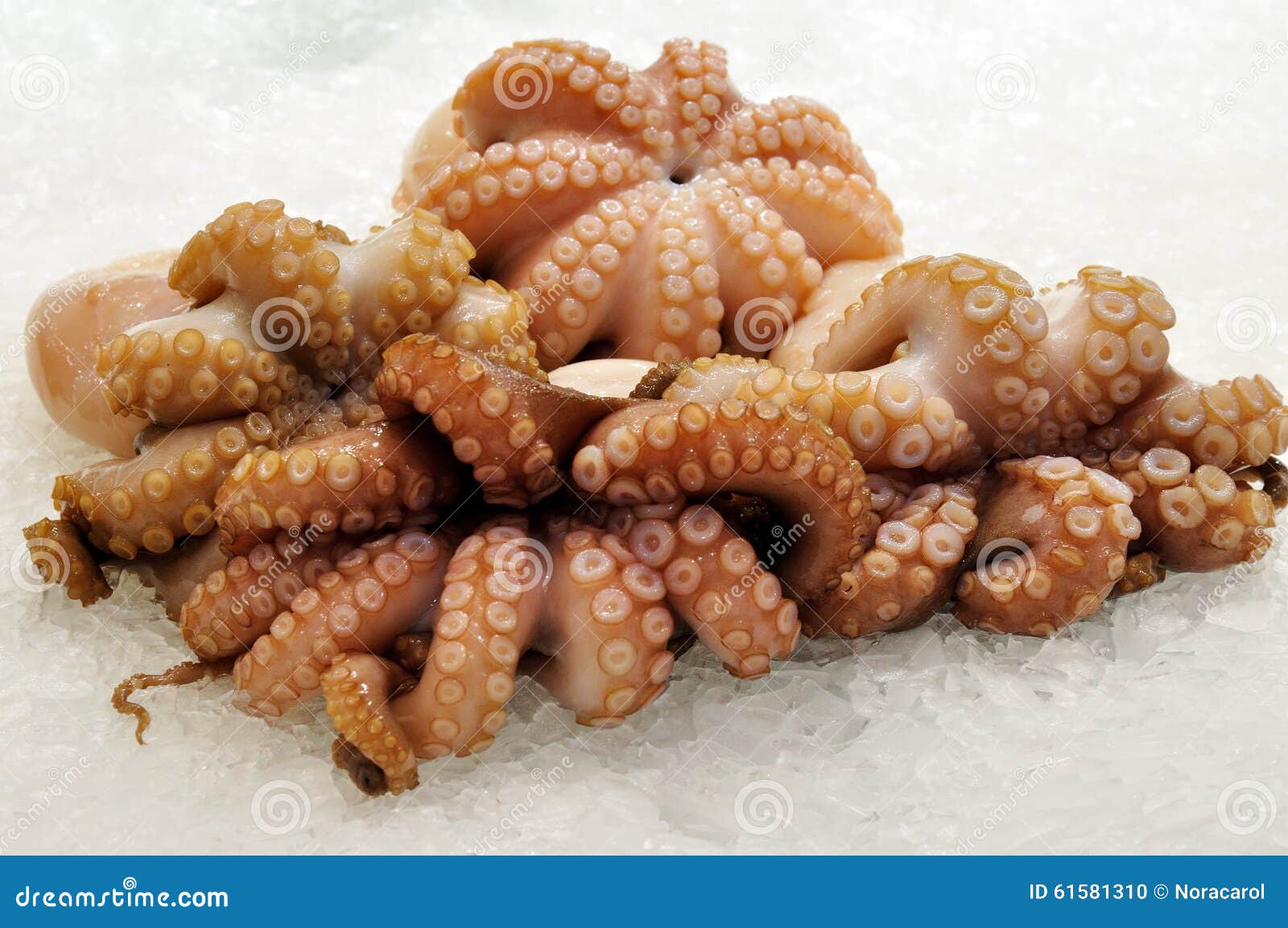 Fresh Octopus on ice stock photo. Image of prepared, delicacy 61581310