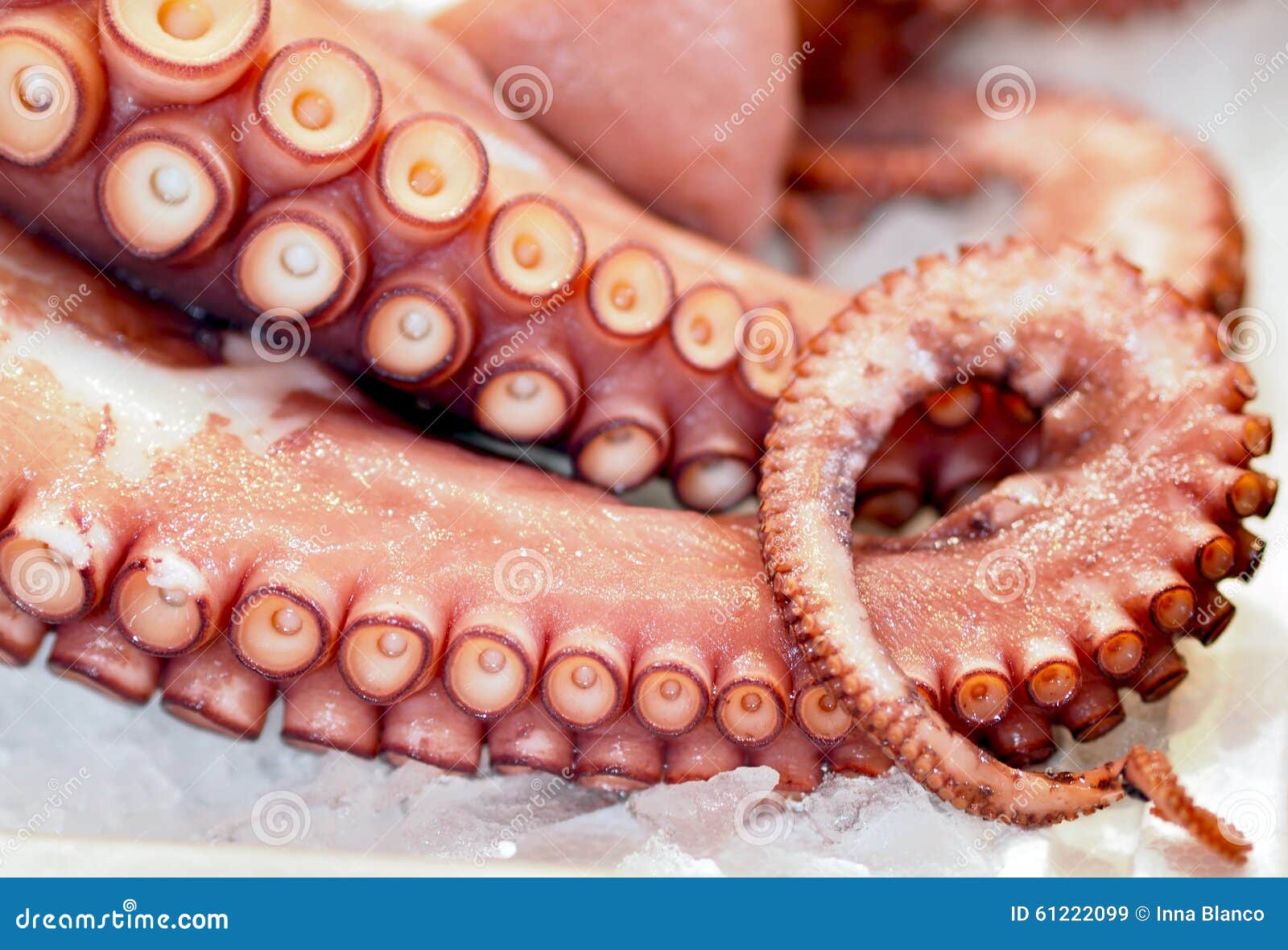 fresh octopus at valencian market