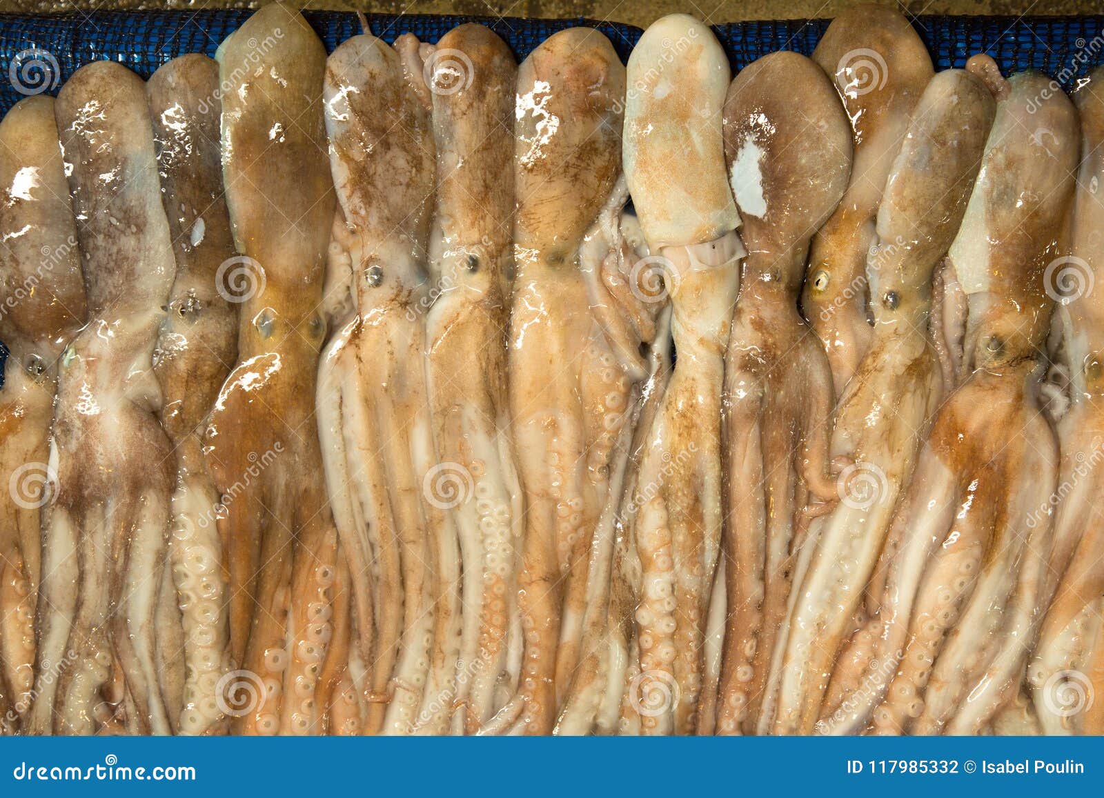 fresh octopus for sale fresh octopus for sale