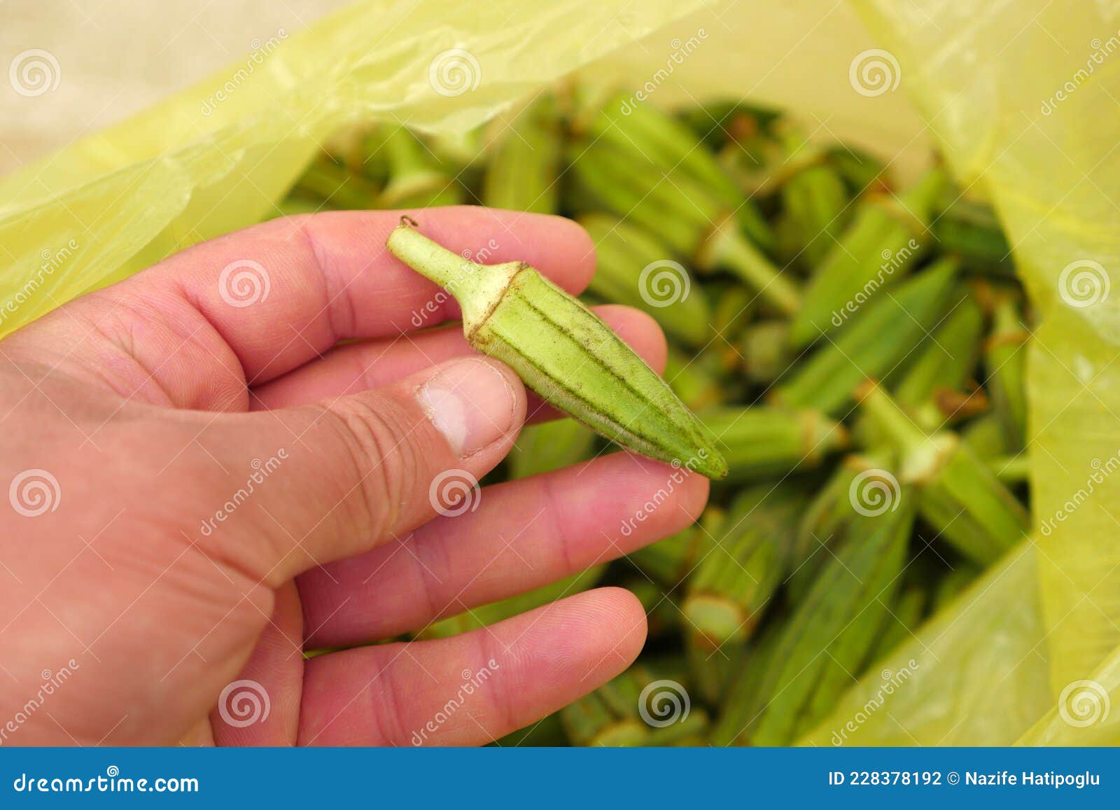 Fresh Okra for Cooking, Okra Plant in a Bag, Okra Grains Stock Photo