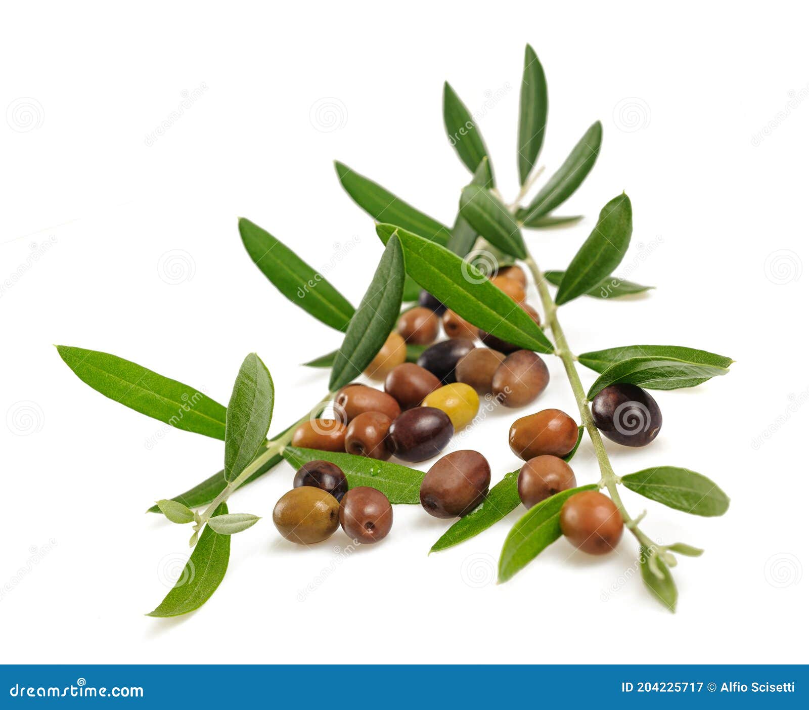Fresh Olive Branch with Fruits Stock Image Image of sprig, peace