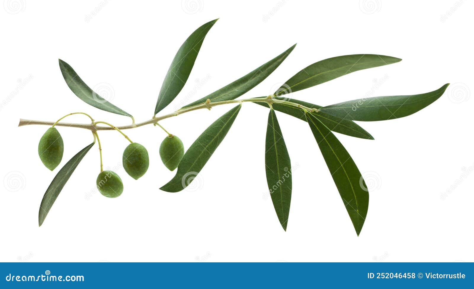 Fresh Olive Branch Leaves and Olive Fruit Isolated on White Background
